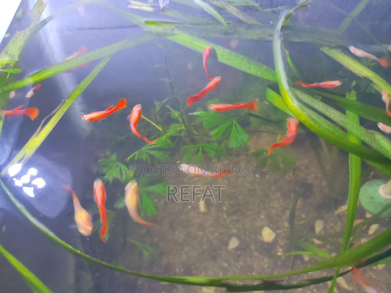 Albino Full Red Guppy Fish for Sale