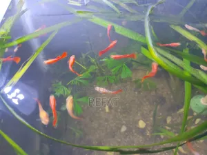 Albino Full Red Guppy Fish for Sale