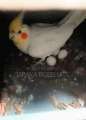 Running Cockatiel Pair with Eggs for Sale