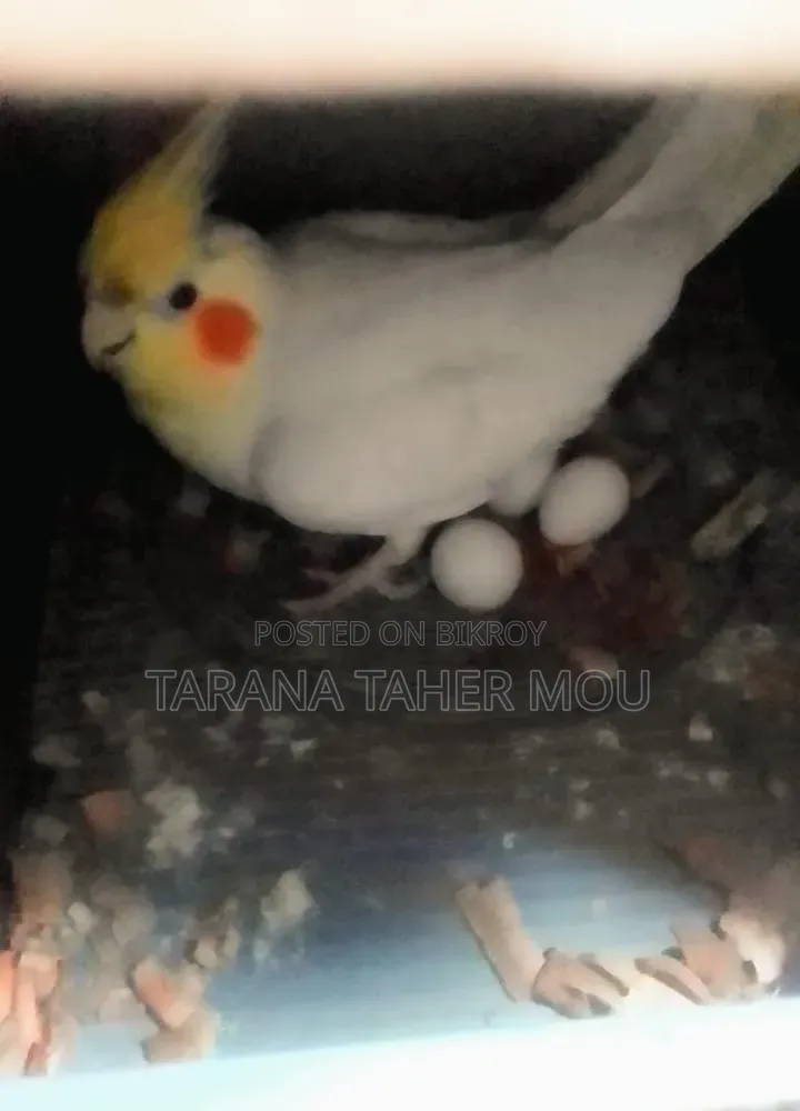 Running Cockatiel Pair with Eggs for Sale