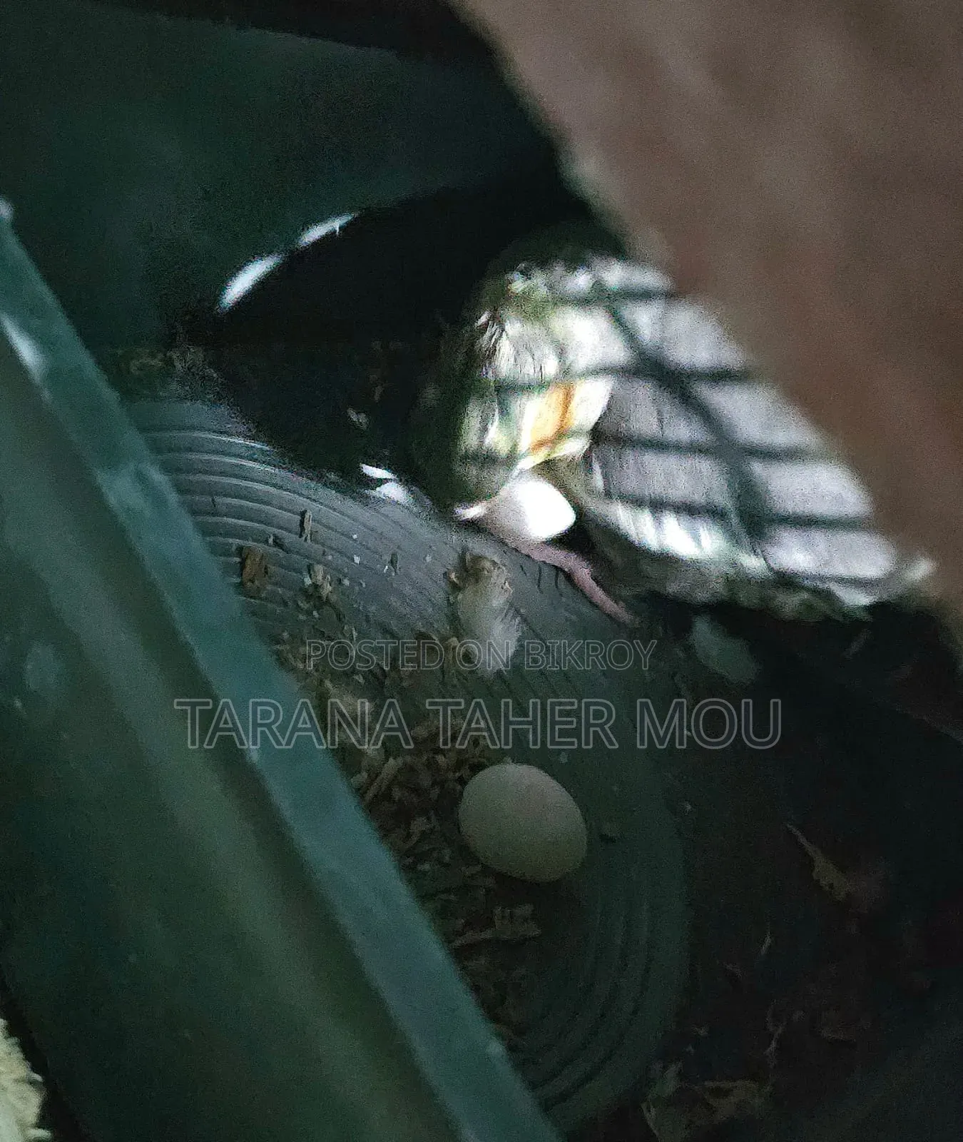Running Cockatiel Pair with Eggs for Sale