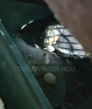 Running Cockatiel Pair with Eggs for Sale