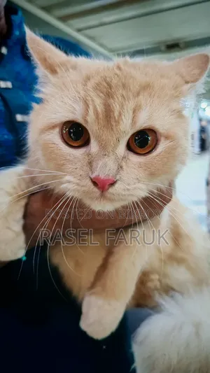 6-12 Months Female Mixed Breed Cat