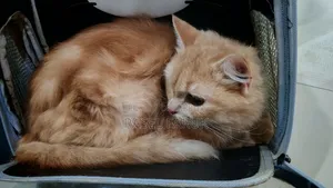 6-12 Months Female Mixed Breed Cat