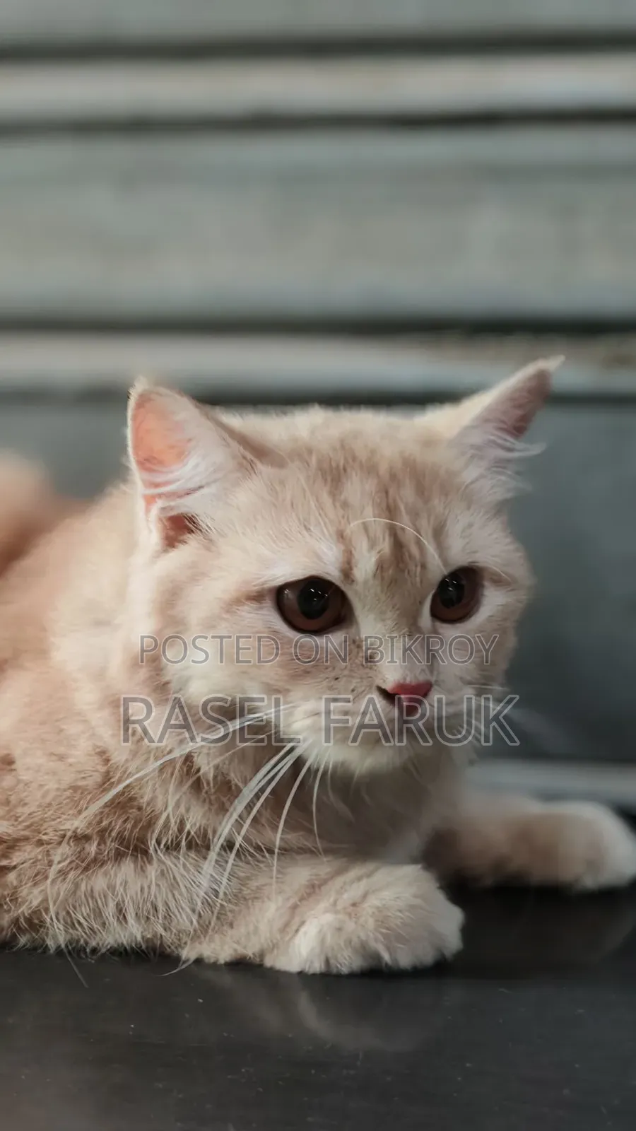 6-12 Months Female Mixed Breed Cat