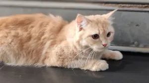 6-12 Months Female Mixed Breed Cat