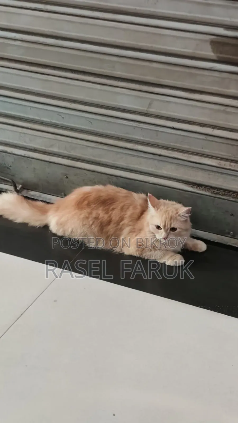 6-12 Months Female Mixed Breed Cat