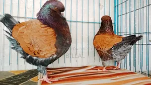 Modena Master Pair Kobutor