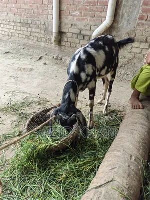 গৃহপালিত খাসি ছাগল
