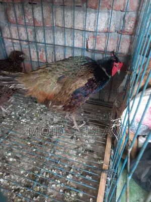 Running Green Pheasant
