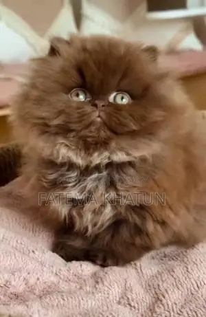 1-3 Months Female Purebred Persian