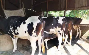 ৪টি গাভী গরু বিক্রয় হবে এক লটে।(১২১৫নং)