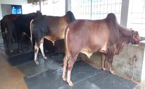 কোরবানি জন্য ৩টি এড়ে ষাঁড় গরু ভালো হবে।(১২১৩ নং)