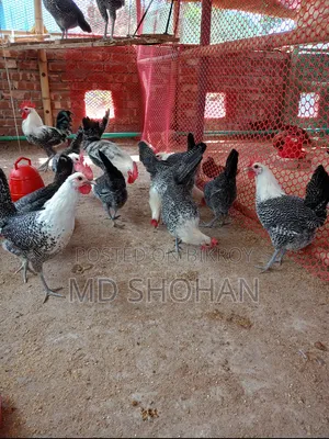 দেশি ও ফাউমি মুরগির ডিম
