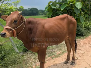 দেশীয় ষাঁড় গরু