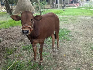 দেশীয় ষাঁড় গরু