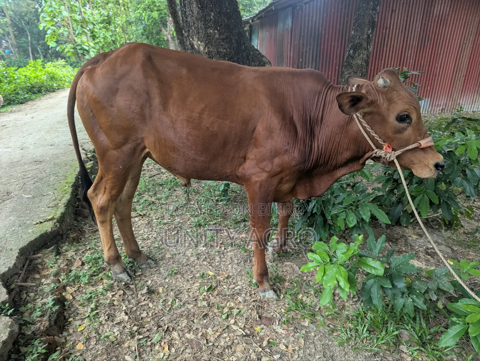 দেশীয় ষাঁড় গরু