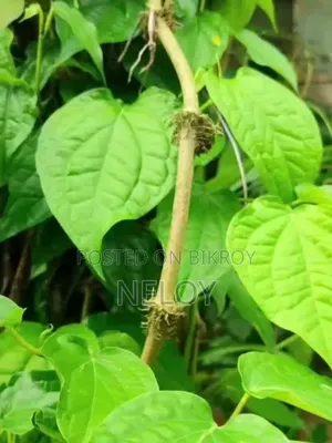 চুইঝাল রাজশাহী
