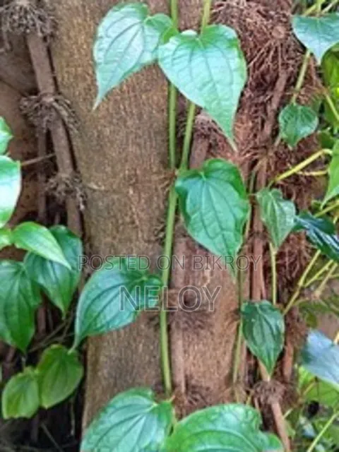 চুইঝাল রাজশাহী