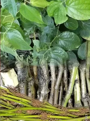 চুইঝাল রাজশাহী