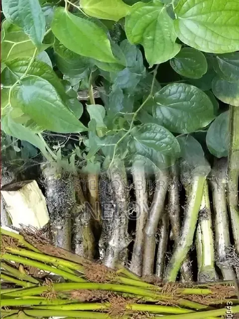 চুইঝাল রাজশাহী