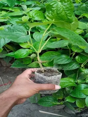 চুইঝাল রাজশাহী