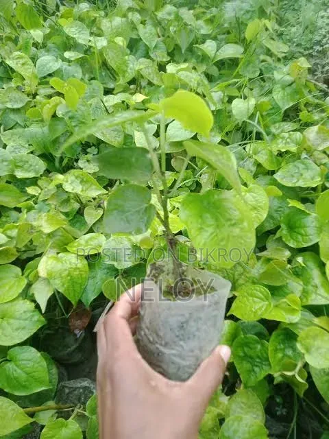 চুইঝাল রাজশাহী