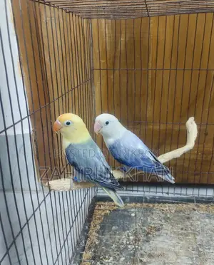 Love Bird Pair, Male Violet Perblue Opaline, Female Violet Opaline