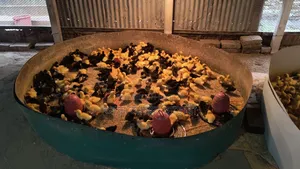 Black Hole and Indian Runner Ducklings for Sale