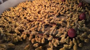 Black Hole and Indian Runner Ducklings for Sale
