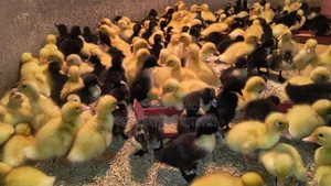 Black Hole and Indian Runner Ducklings for Sale