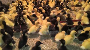 Black Hole and Indian Runner Ducklings for Sale