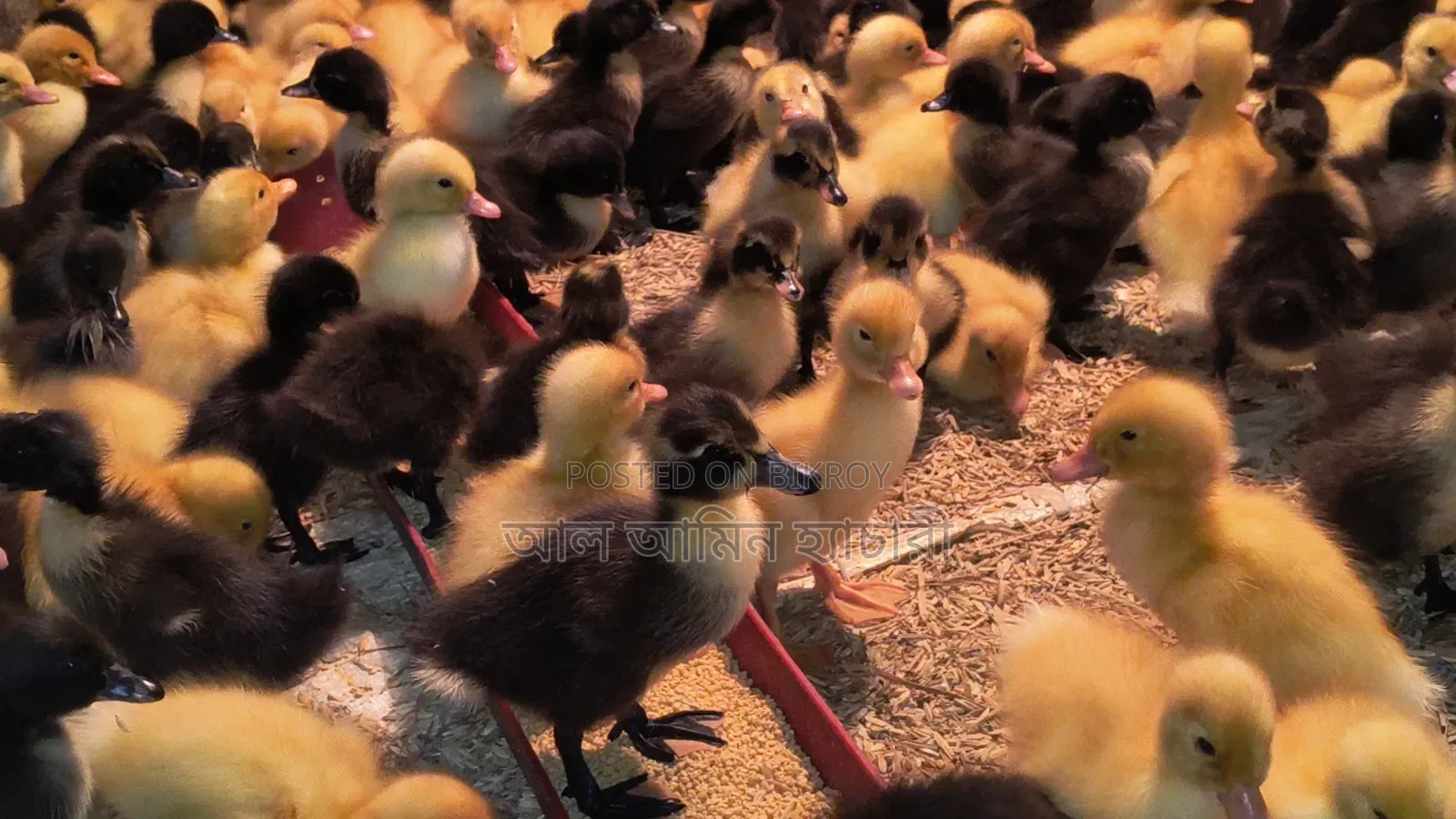 Black Hole and Indian Runner Ducklings for Sale