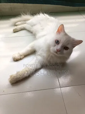 ১+ বছরের পুরুষ মিশ্র জাতের পার্সিয়ান