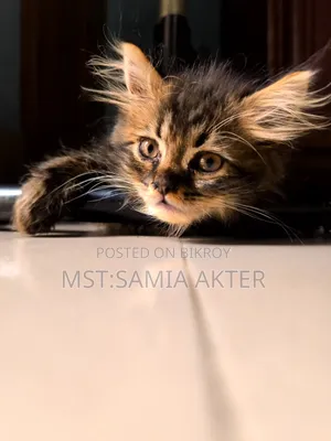 1-3 Months Male Purebred Cat