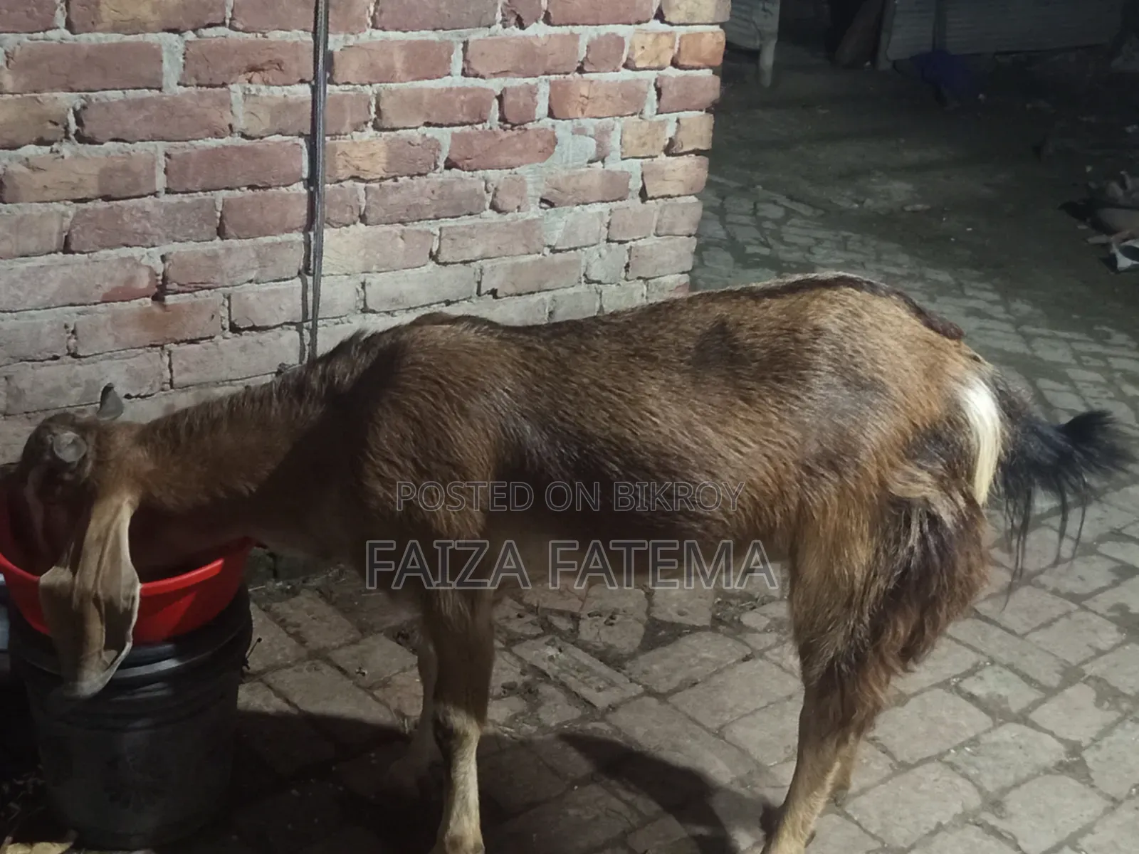 বাসার ছাগল