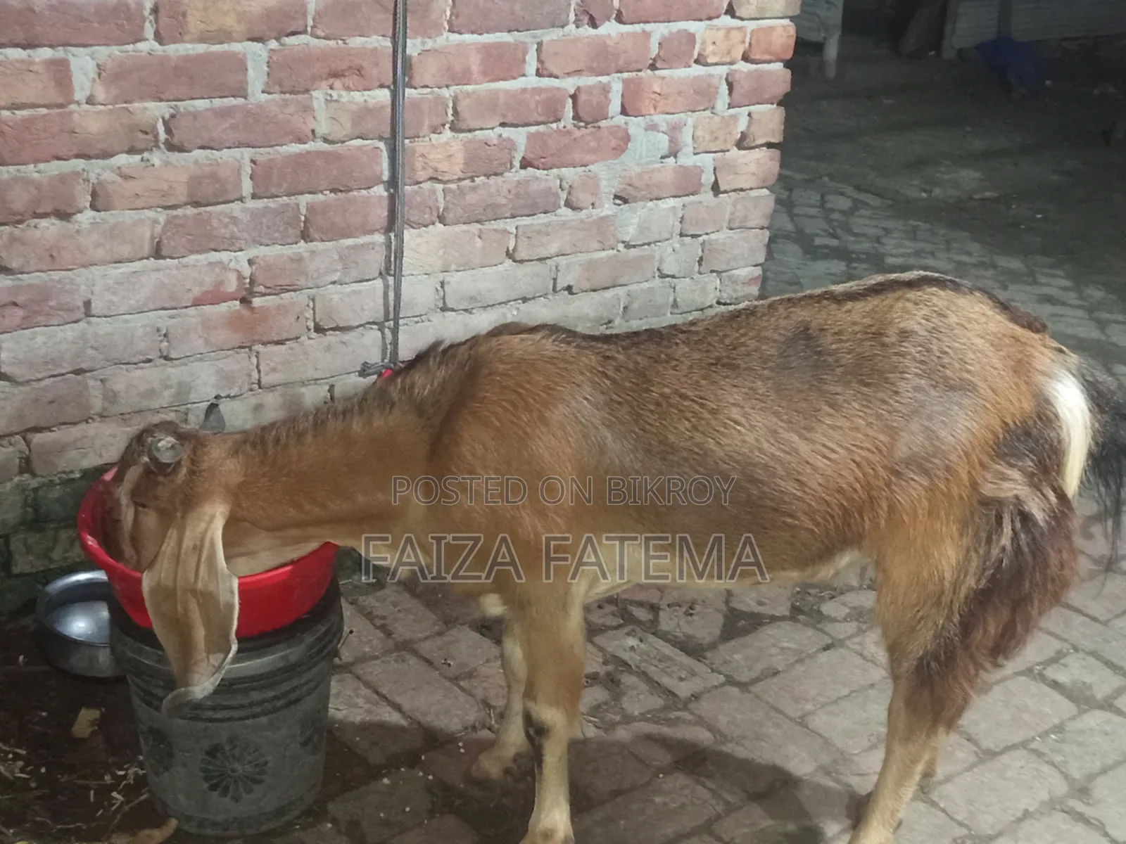 বাসার ছাগল