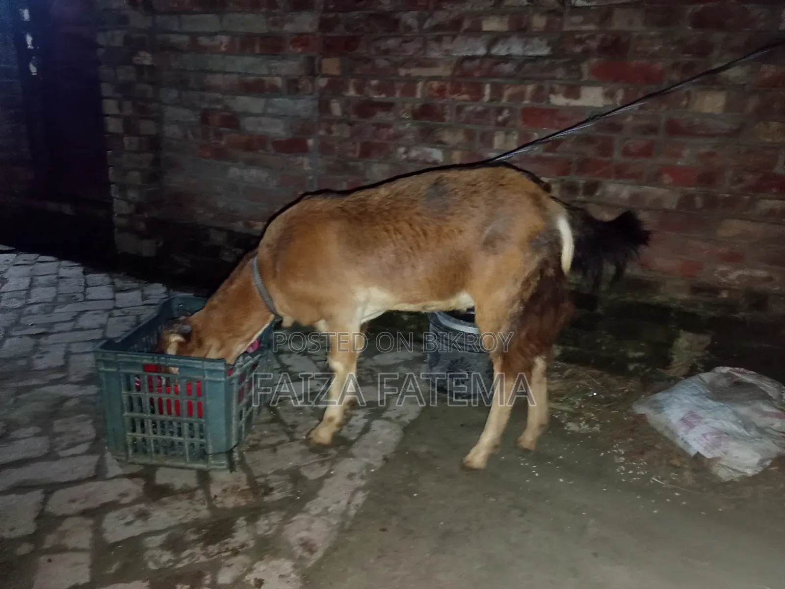 বাসার ছাগল