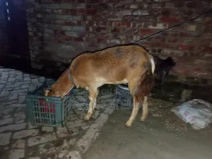 বাসার ছাগল