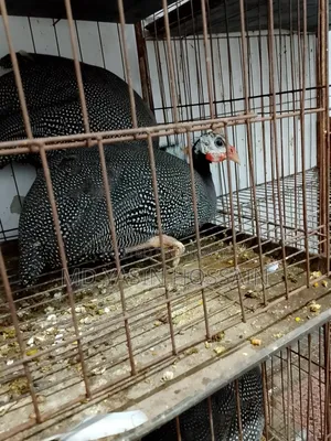 Guinea Fow