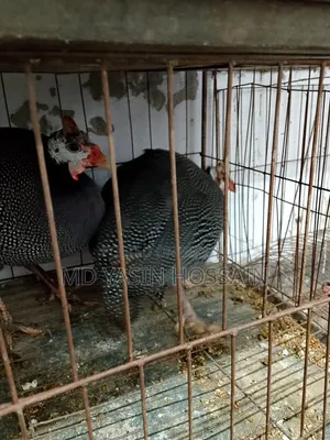 Guinea Fow