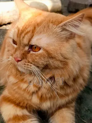 1+ Year Male Purebred Persian