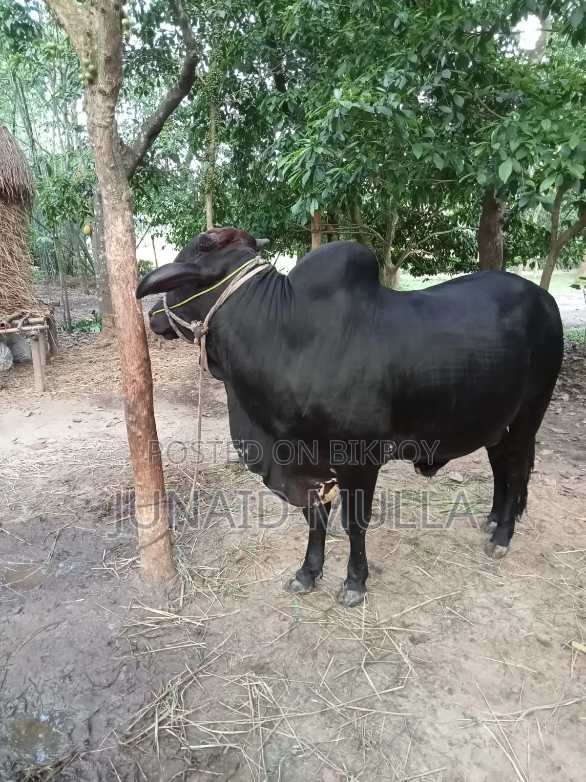 বিক্রয়ের জন্য উপযুক্ত গরু