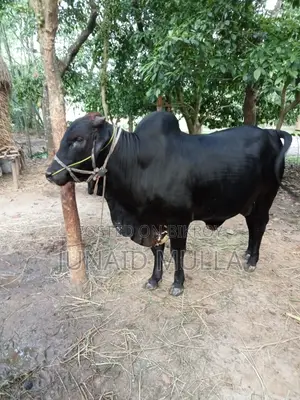 বিক্রয়ের জন্য উপযুক্ত গরু