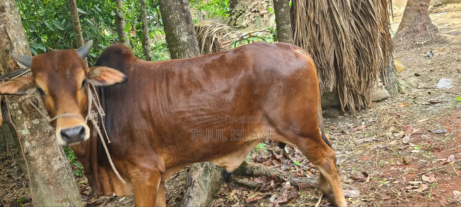 কুরবানী গরু