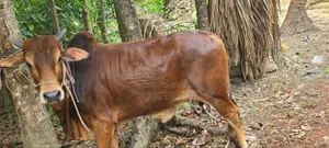 কুরবানী গরু