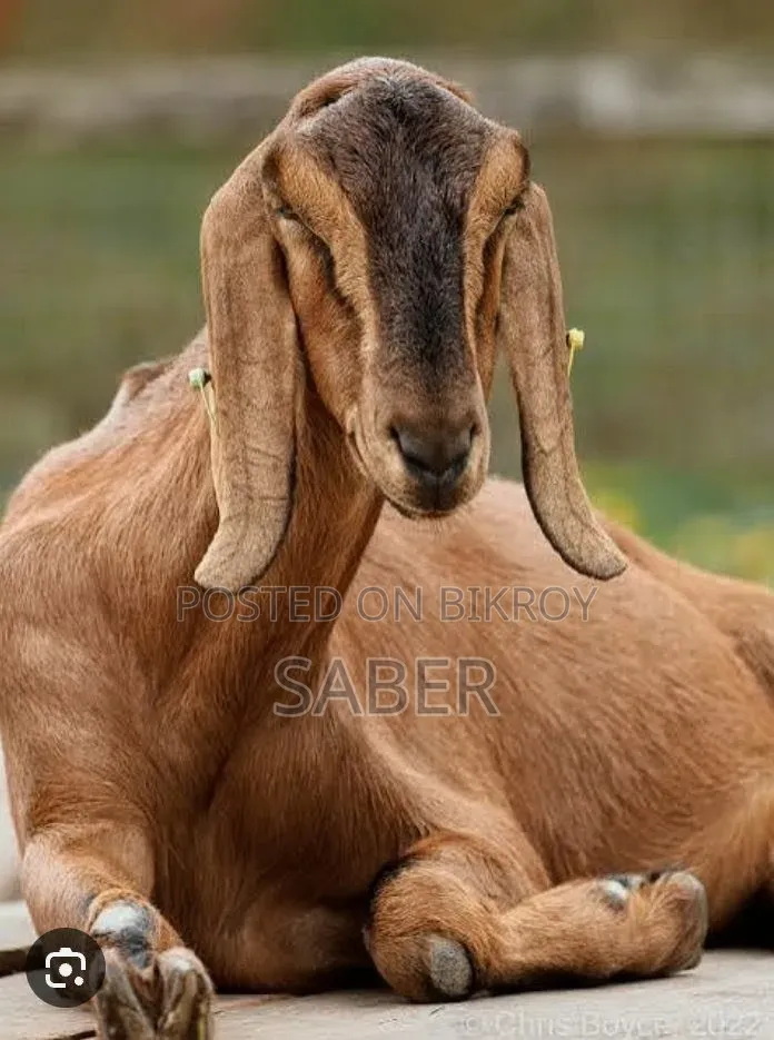 Mashallah Daily Goat Farm