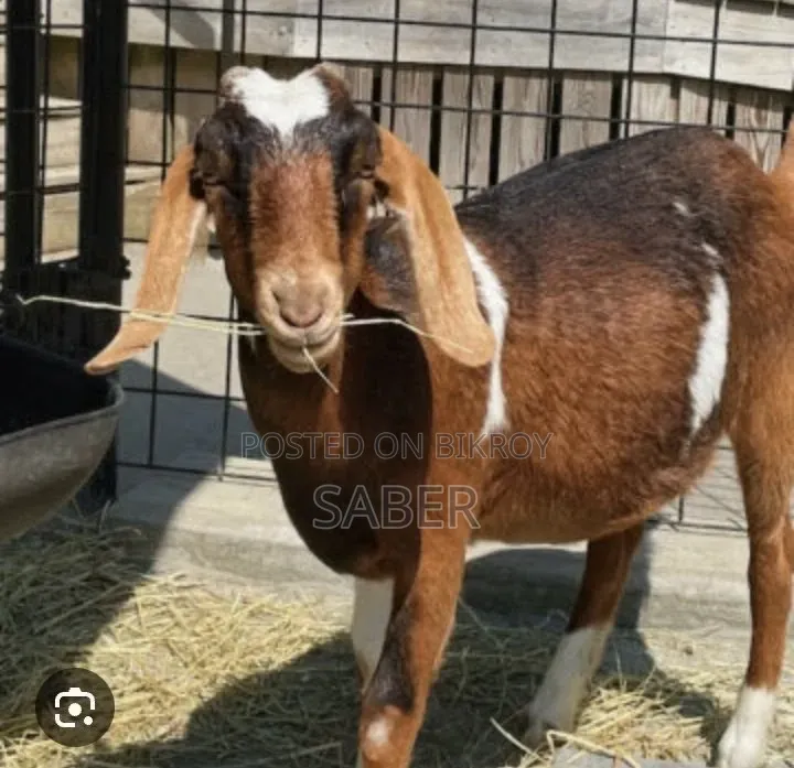 Mashallah Daily Goat Farm