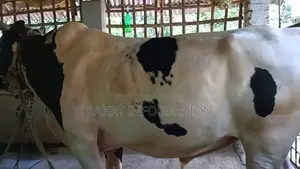কোরবানির গরু Qurbani Cow