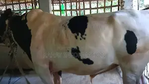 কোরবানির গরু Qurbani Cow